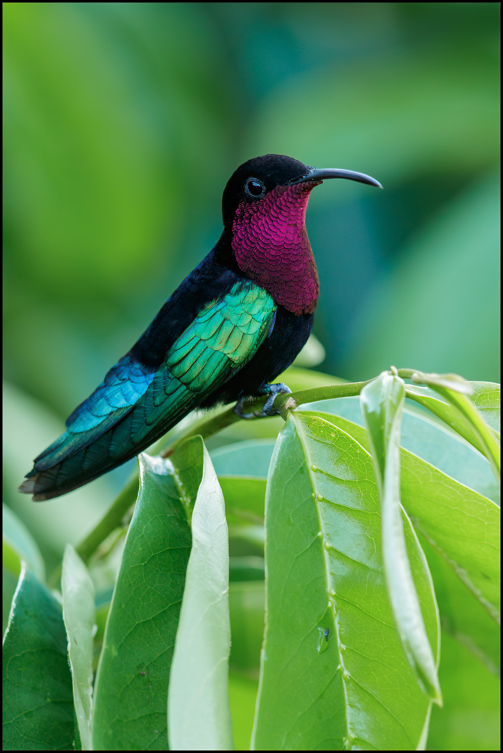 throated ruby torrent download